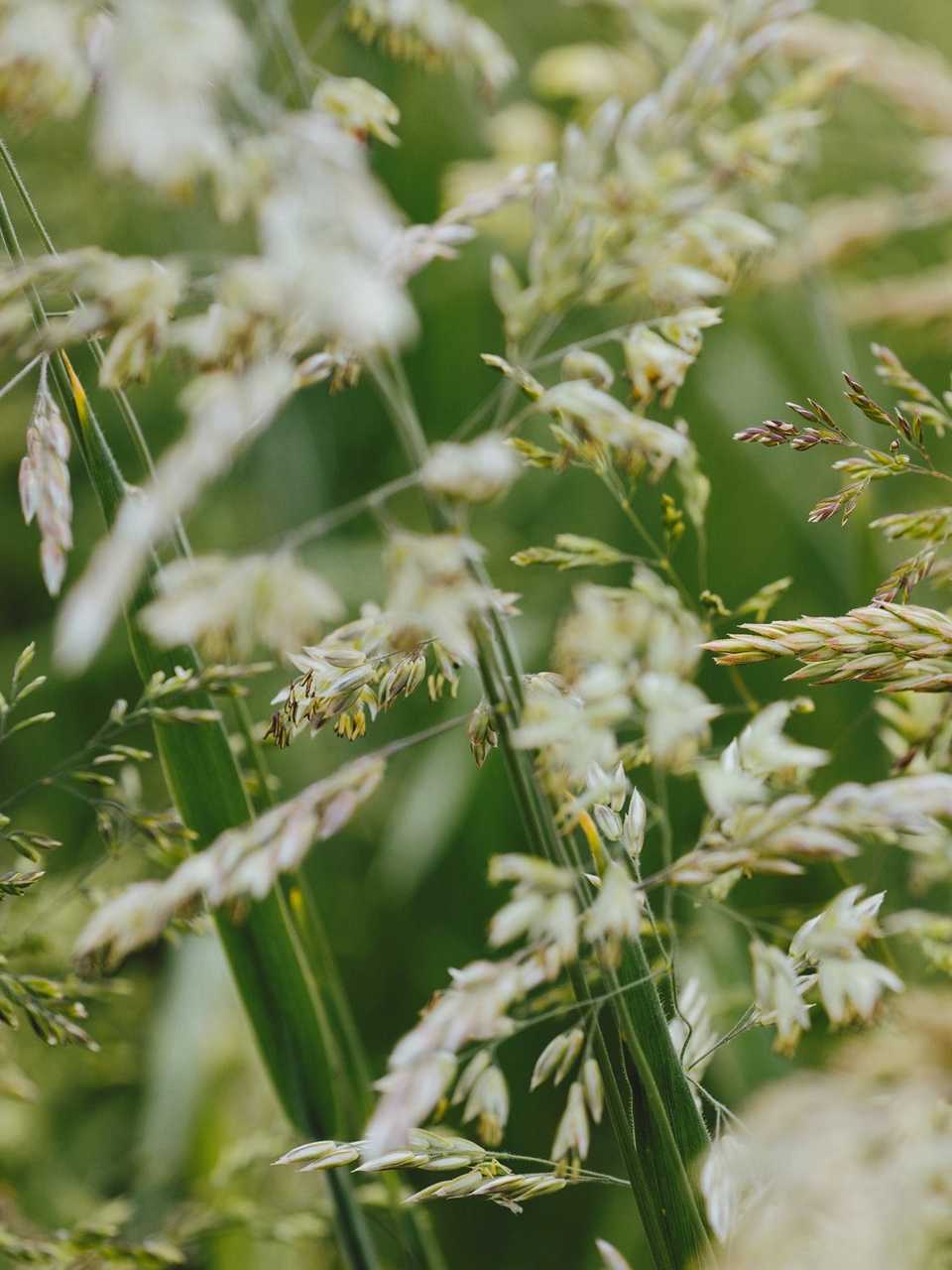 Image alternative description text